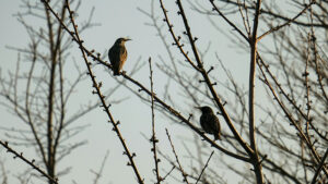 Two, small, silhouetted birds sitting in a winter tree