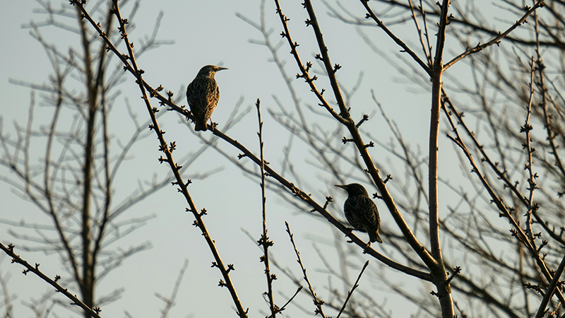 Two, small, silhouetted birds sitting in a winter tree